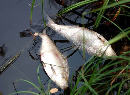 Из загрязненной речки Мерла выловили 500 килограммов мертвой рыбы