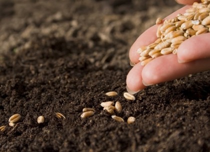 На Харьковщине сделали ставку на пшеницу: овса, кукурузы и подсолнечника посеяли меньше