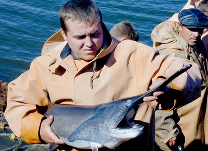 Чудо-рыба родом из Миссисипи появилась в водоемах Харьковщины