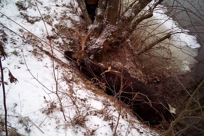 Фотофакт: под Харьковом вытащили из реки лося фото 2