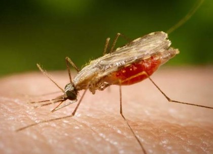В Харькове зафиксировали случай малярии